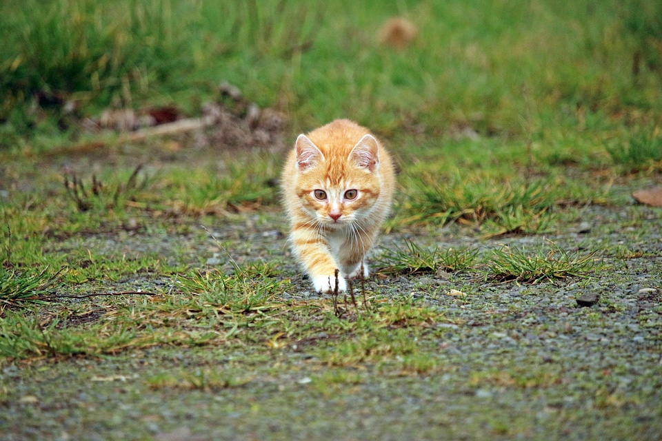 Adorable animal cat