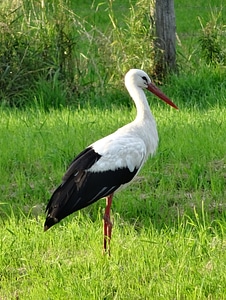 Animal portrait bird stand
