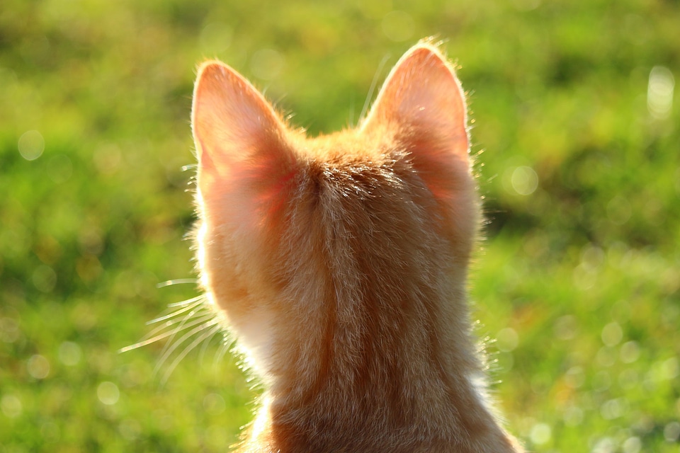 Animal canine cat