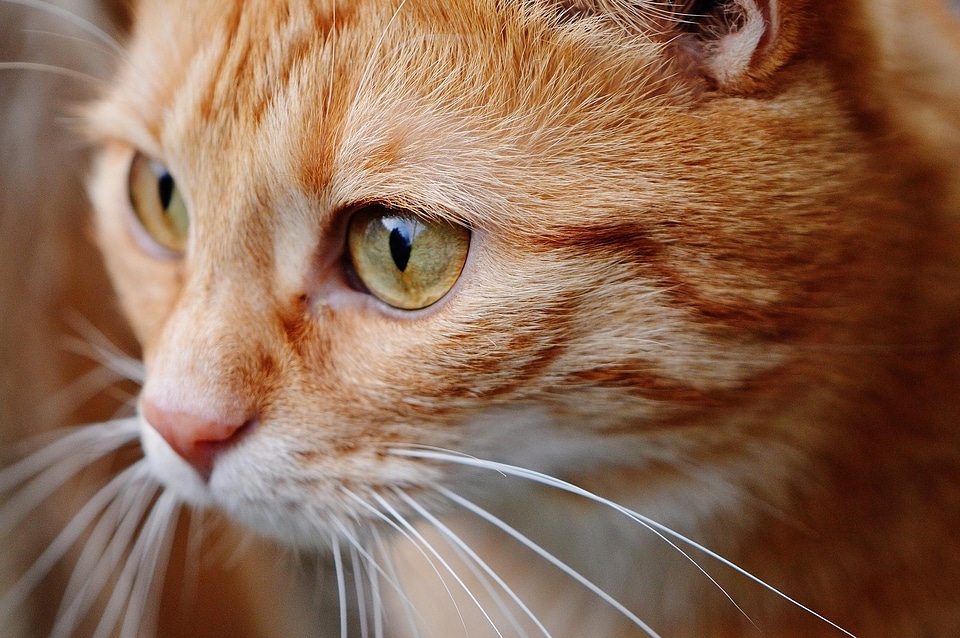 Animal beautiful photo cat