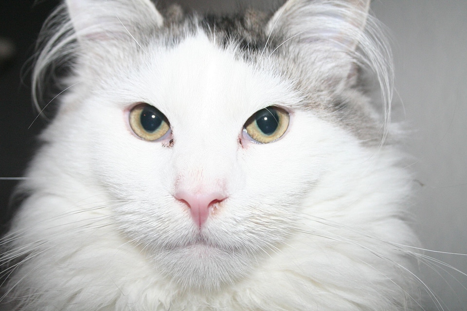 Animal beautiful photo cat