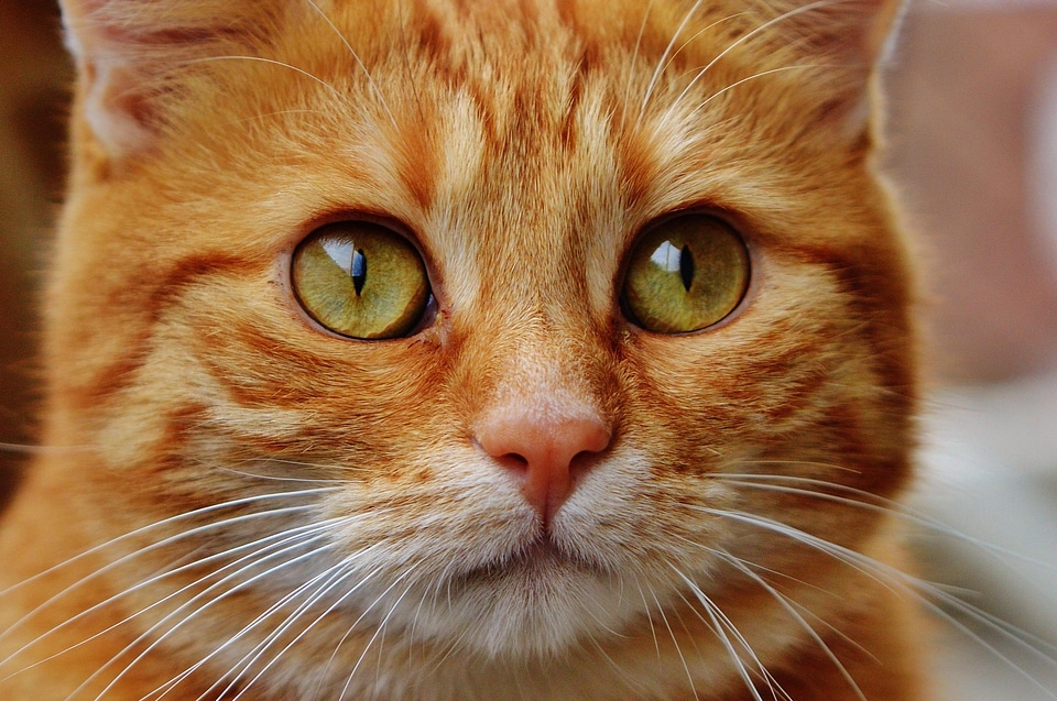 Animal beautiful photo cat