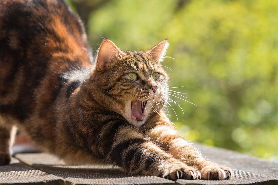 Animal beautiful photo cat