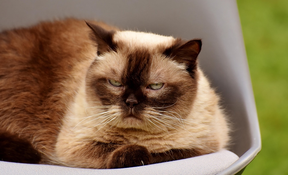 Animal animals cat