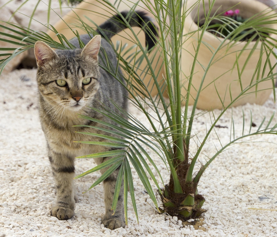 Animal backyard cat