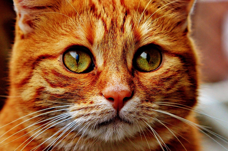Animal beautiful photo cat