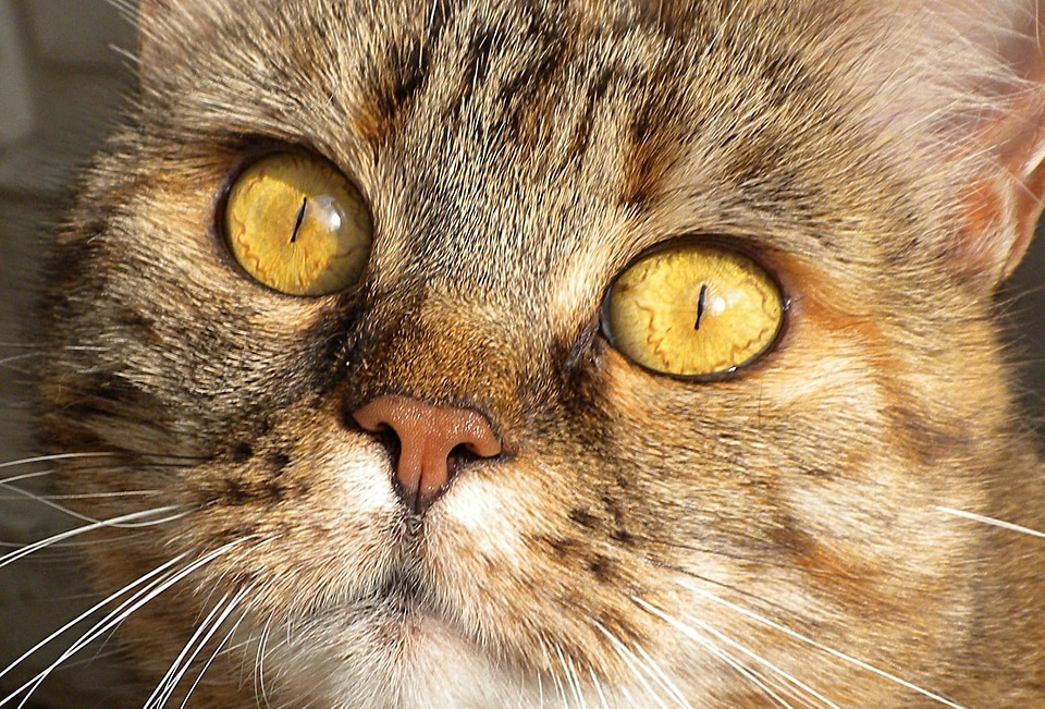 Adorable animal beautiful photo