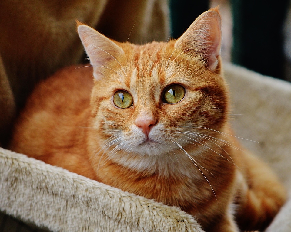 Adorable animal cat