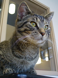 Adorable animal cat