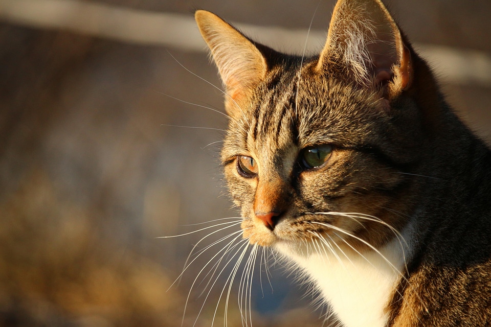 Adorable animal cat
