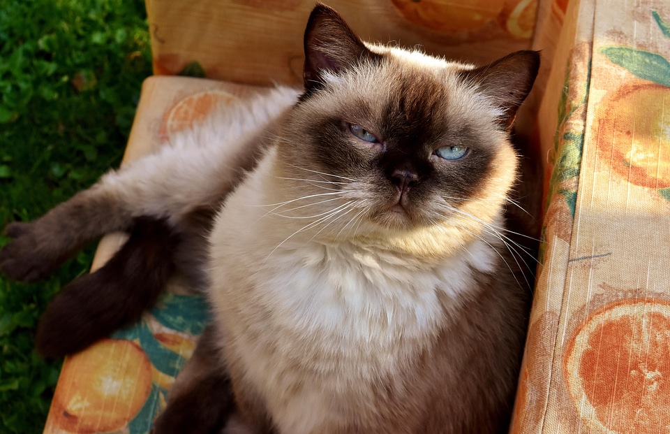 Adorable animal cat