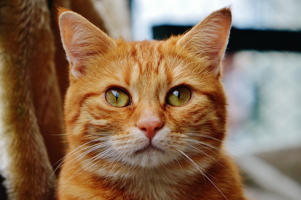 Adorable animal cat