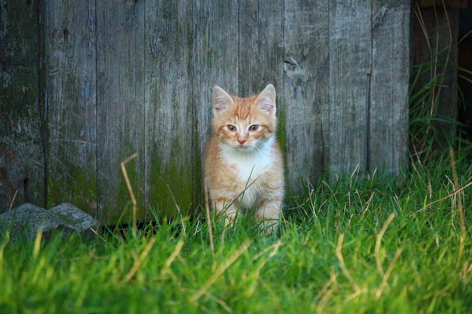 Animal backyard cat