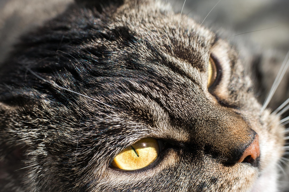Adorable animal cat