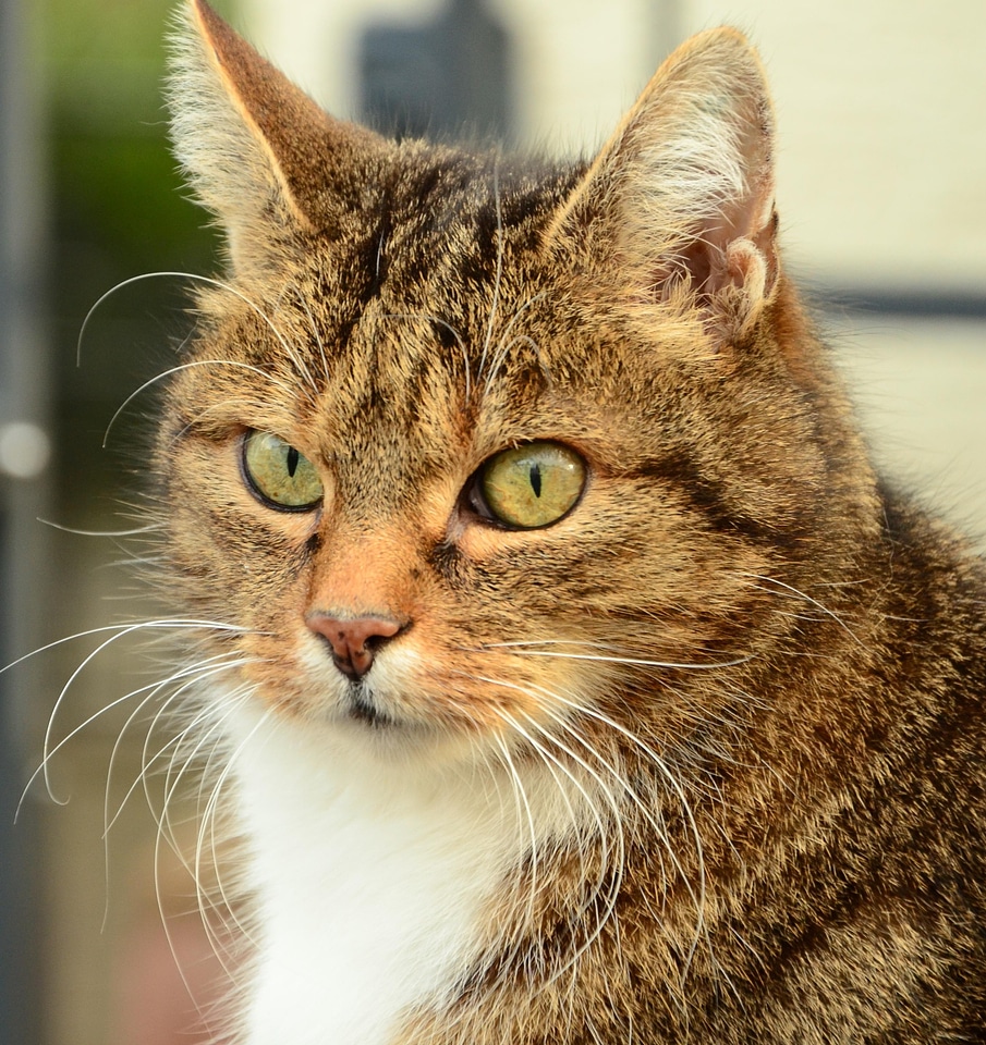 Adorable animal cat