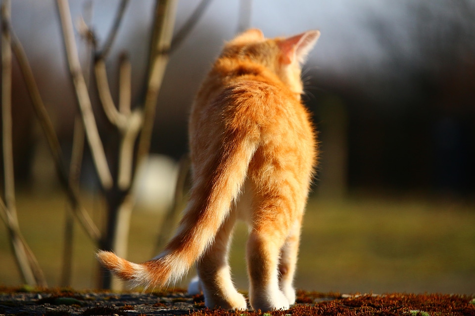 Animal cat claw