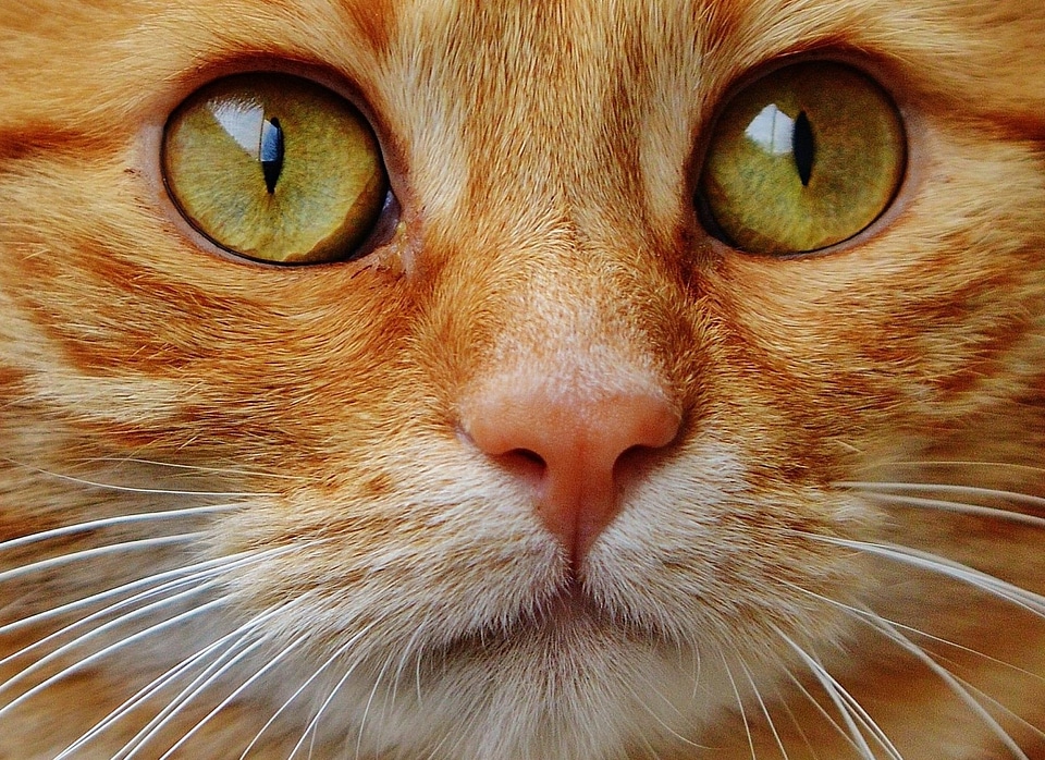 Adorable animal animals