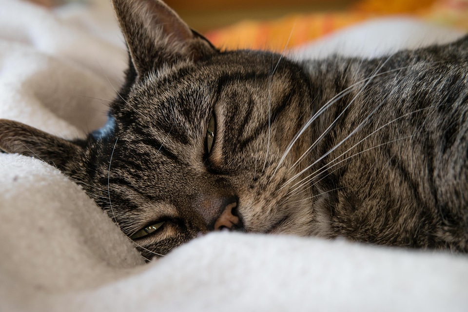 Adorable animal cat