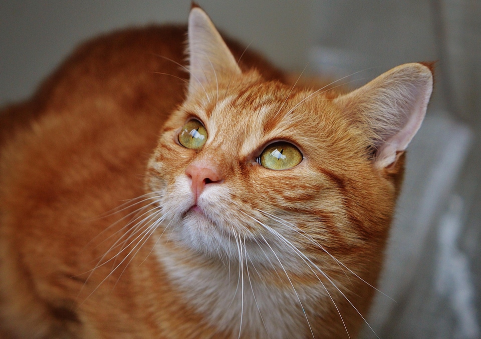 Adorable animal cat