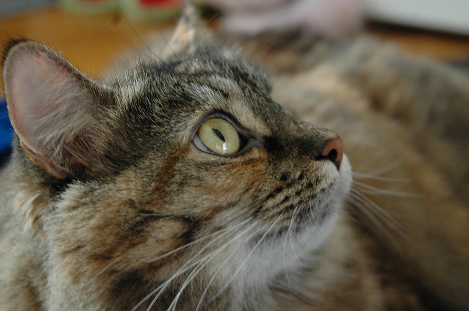 Animal beautiful photo cat