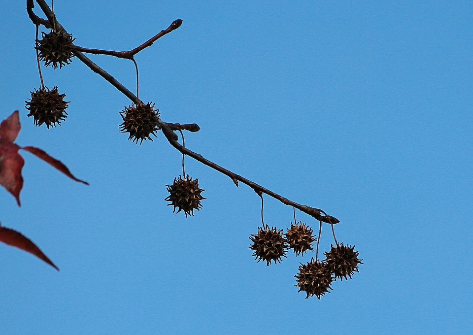 Seed twig evergreen