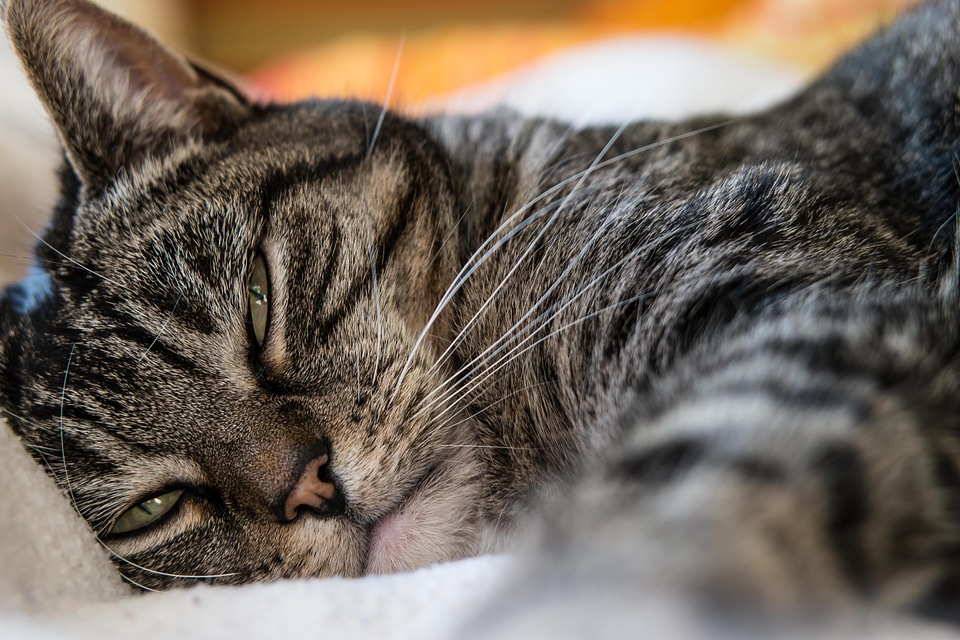 Adorable animal cat