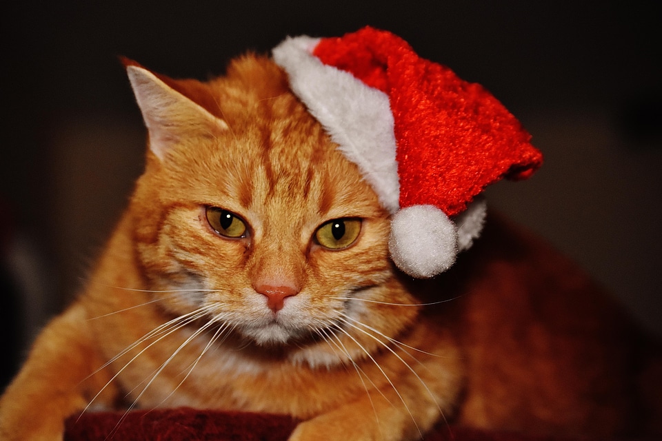 Adorable animal cat