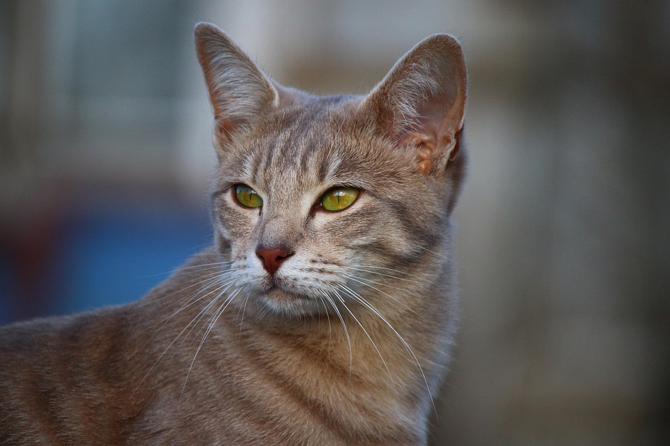 Animal beautiful photo cat