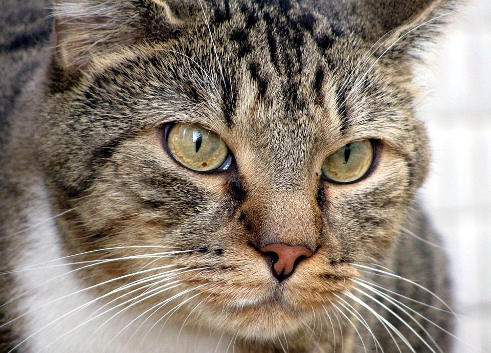 Adorable animal cat