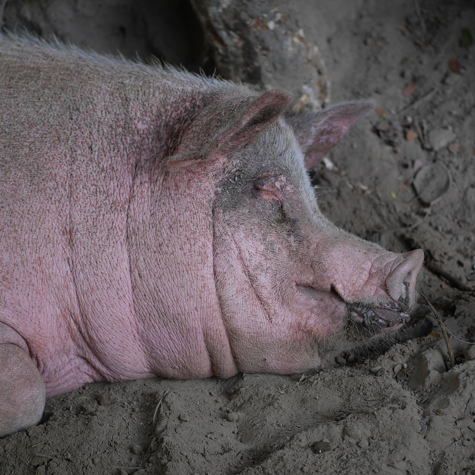 Agriculture pink sow