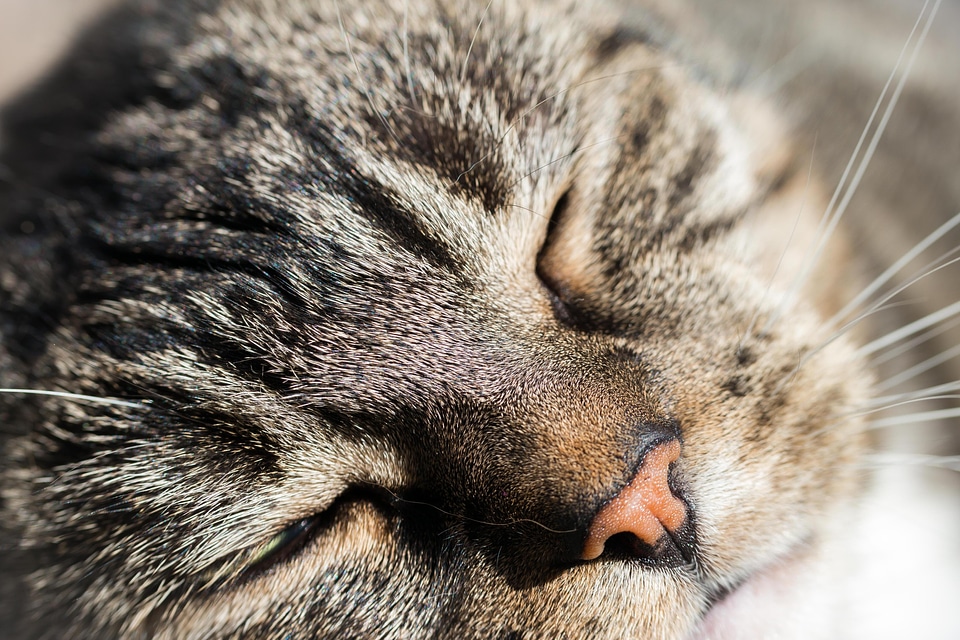 Animal beautiful photo cat