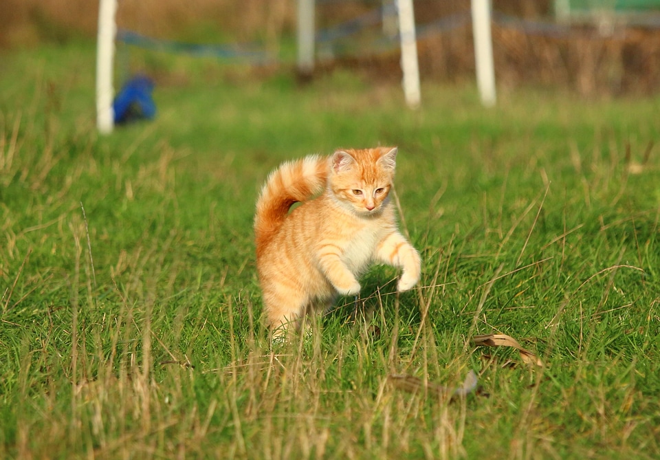 Animal cat claw
