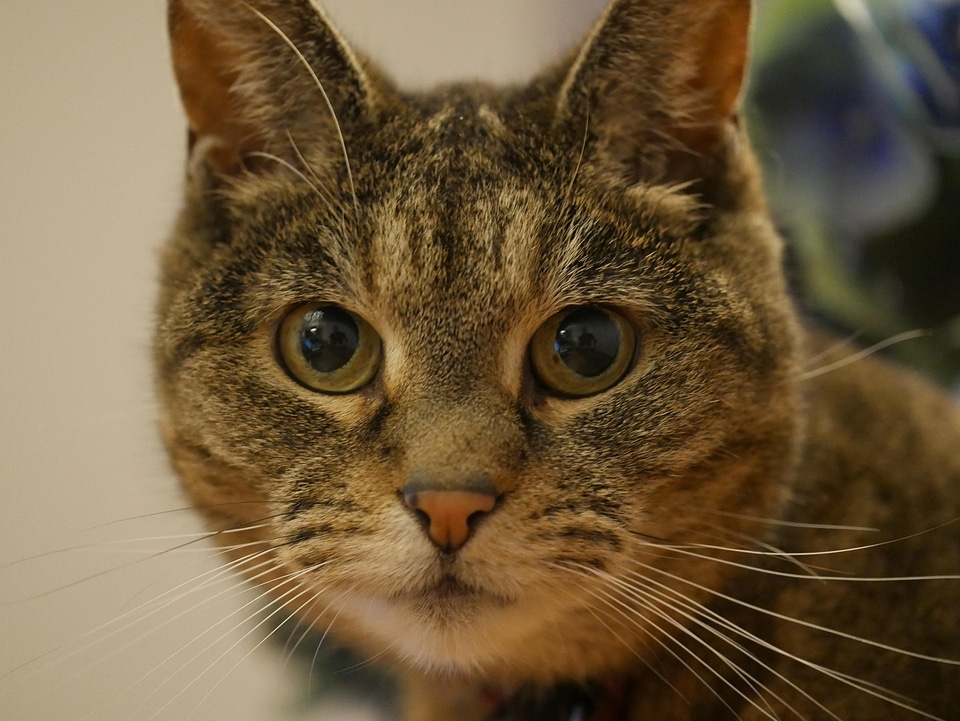 Animal beautiful photo cat