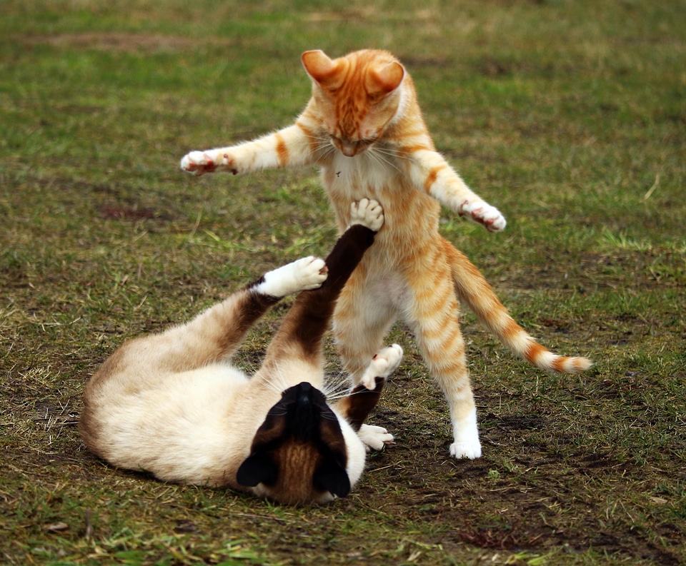Animal carnivore cat