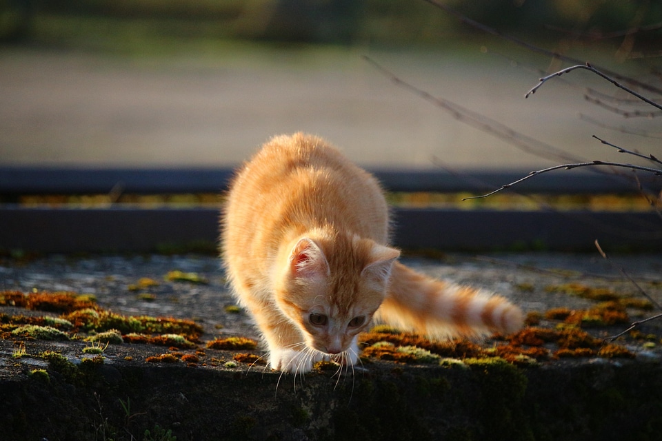 Animal cat claw