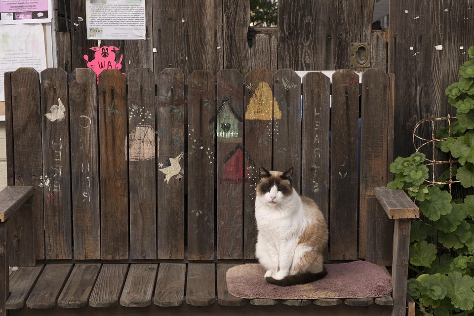 Animal backyard cat