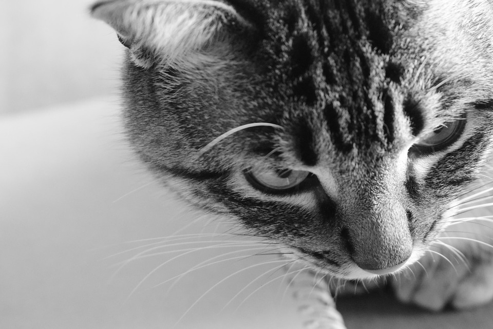 Animal black and white cat