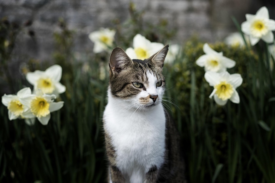 Adorable animal beautiful flowers