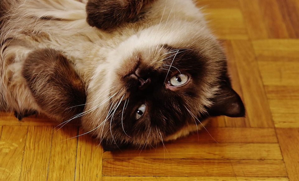 Adorable animal carnivore