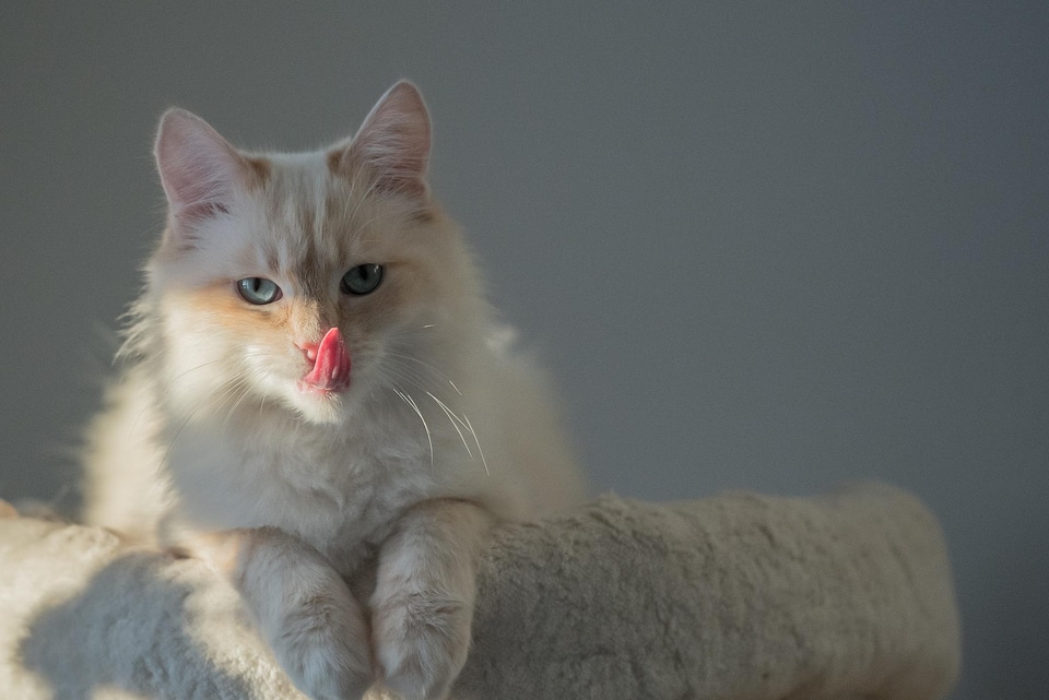 Animal beautiful photo cat