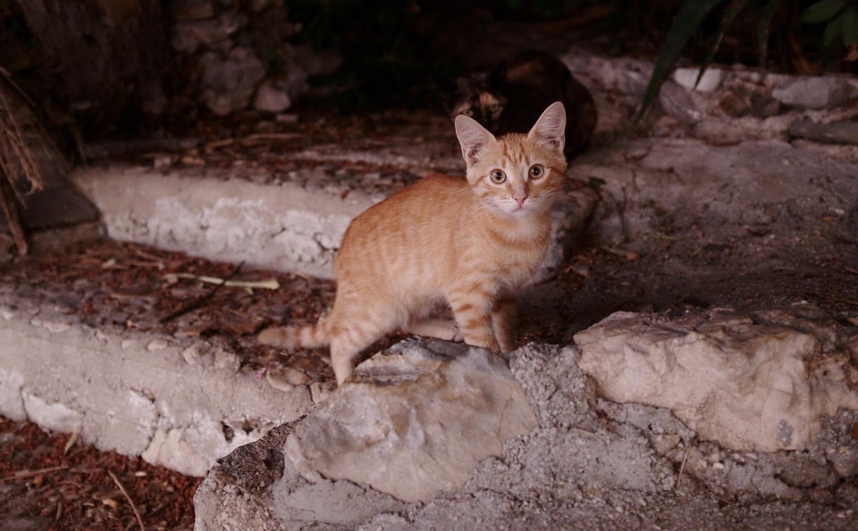 Animal asphalt cat