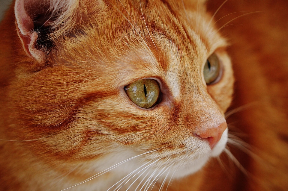Animal beautiful photo cat