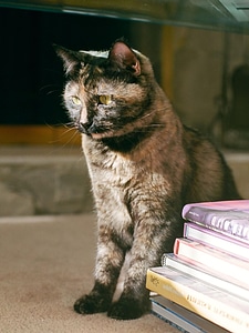 Animal book books