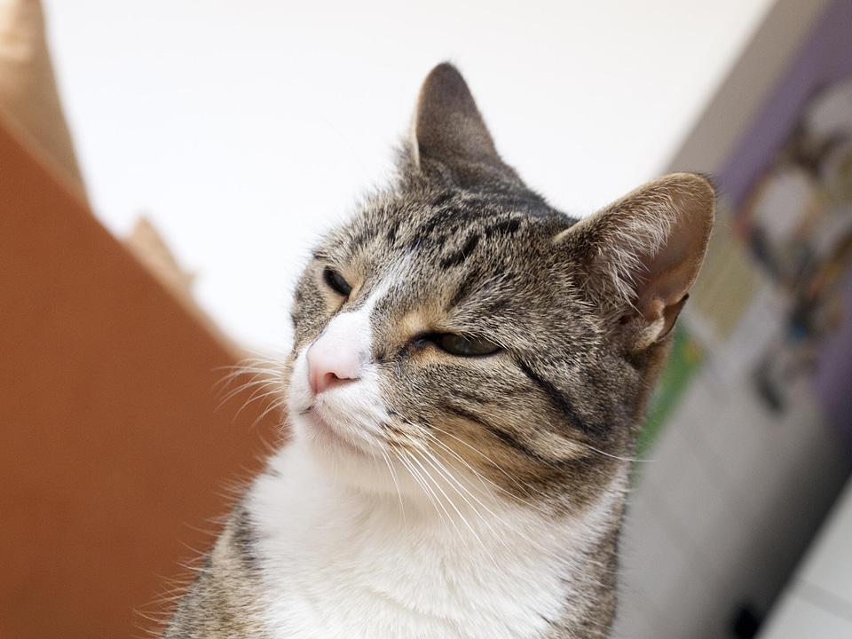 Adorable animal cat