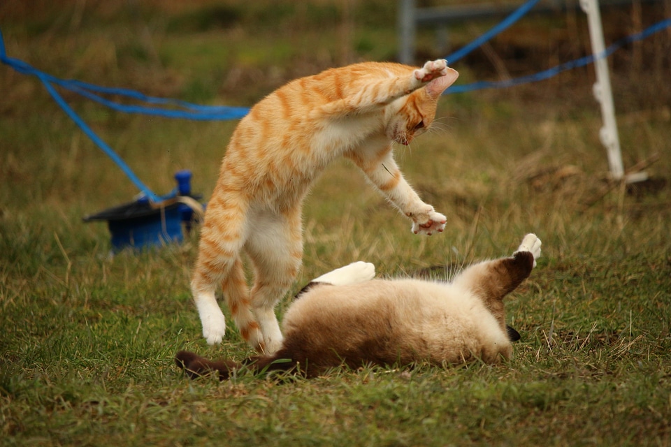 Animal canine cat