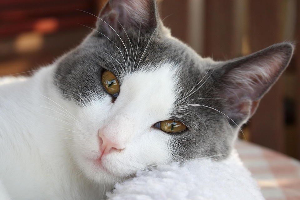 Animal beautiful photo cat