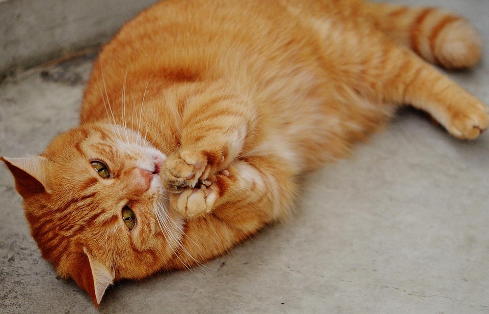 Adorable animal cat