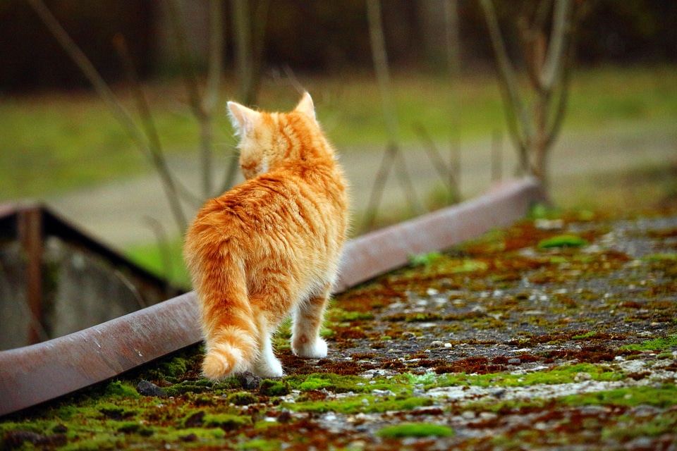 Adorable animal cat