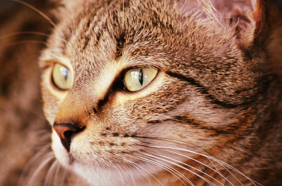 Animal beautiful photo cat