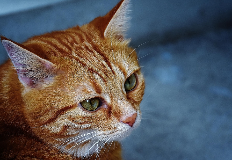 Adorable animal beautiful photo